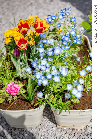 春のガーデニング 76209554