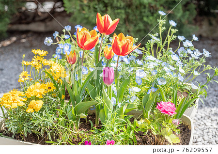 春のガーデニング 春のガーデニング 76209557