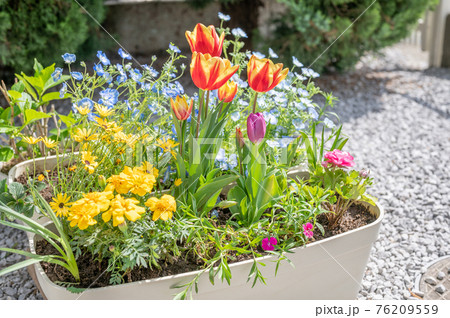 春のガーデニング 76209559