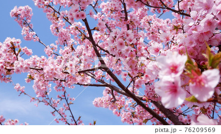 湖岸なぎさ公園の河津桜 76209569