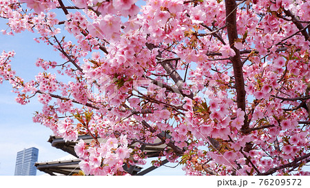 湖岸なぎさ公園の河津桜 湖岸なぎさ公園の河津桜 76209572