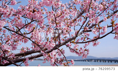 湖岸なぎさ公園の河津桜 湖岸なぎさ公園の河津桜 76209573