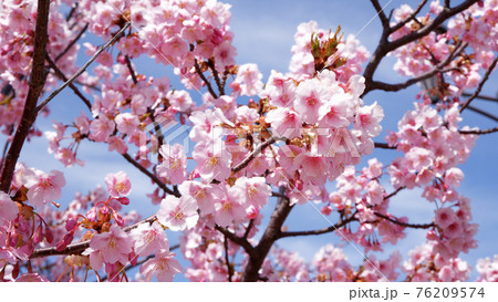 湖岸なぎさ公園の河津桜 湖岸なぎさ公園の河津桜 76209574