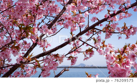湖岸なぎさ公園の河津桜 76209575