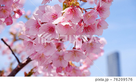 湖岸なぎさ公園の河津桜 湖岸なぎさ公園の河津桜 76209576