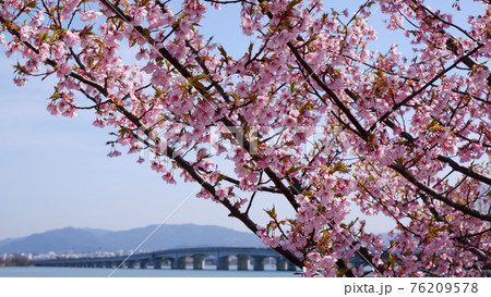 湖岸なぎさ公園の河津桜 湖岸なぎさ公園の河津桜 76209578