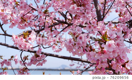 湖岸なぎさ公園の河津桜 湖岸なぎさ公園の河津桜 76209656