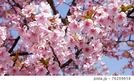 湖岸なぎさ公園の河津桜 湖岸なぎさ公園の河津桜 76209658