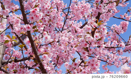 湖岸なぎさ公園の河津桜 76209660