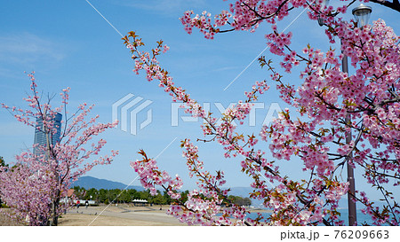 湖岸なぎさ公園の河津桜 湖岸なぎさ公園の河津桜 76209663
