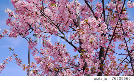 湖岸なぎさ公園の河津桜 76209666
