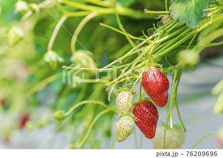 赤く実ったイチゴの果実 ハウスの苺 いちご狩り 宮城県山元町の写真素材