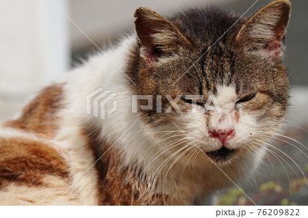 風邪は引いたけど寒い冬を無事に乗り越えた年老いた野良猫のオスが日光浴の写真素材 7692