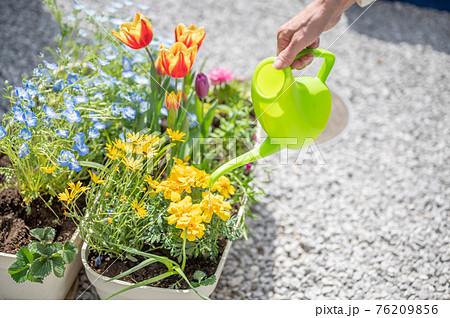 春のガーデニング水やり 春のガーデニング水やり 76209856