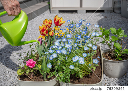 春のガーデニング水やり 76209865