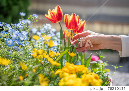 春のガーデニングの手入れ 76210155