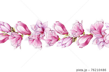 Magnolia flower seamless border. Watercolor illustration. Tender pink magnolia blossom decor. Endless floral decorative ornament. Realistic elegant seamless border element 76210486