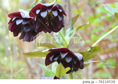 春の花 濃紫のクリスマスローズの写真素材
