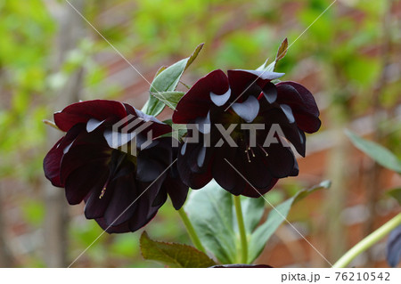 春の花 濃紫のクリスマスローズの写真素材