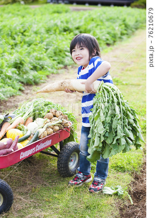 畑で野菜を収穫する男の子 76210679