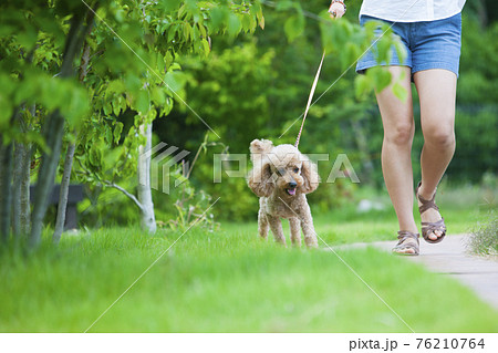 犬と散歩する女性 犬と散歩する女性 76210764
