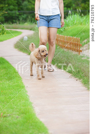 犬と散歩する女性 76210765