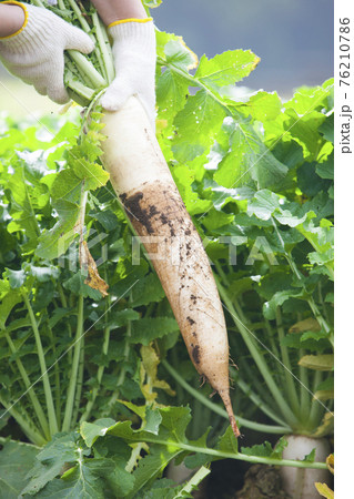 農家イメージ 76210786