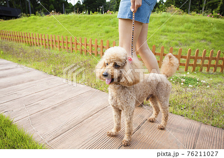 犬と散歩する女性 76211027