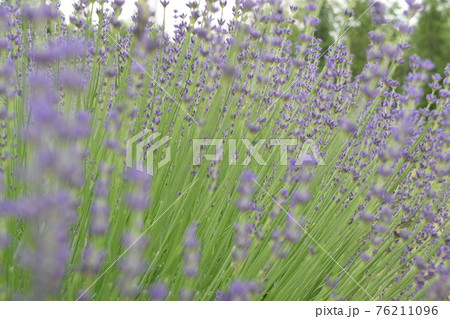 ラベンダー ラベンダー 76211096