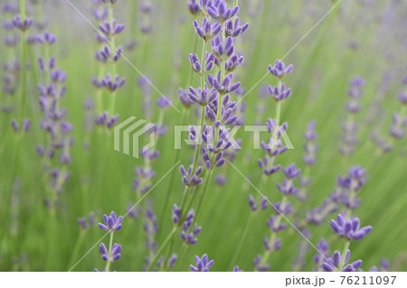 ラベンダー ラベンダー 76211097