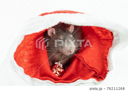gray rat sits in a red Christmas hat with a New Year's gift in its paws 76211268