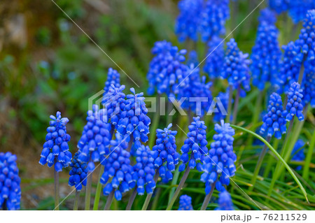 4月上旬 群馬県 野に咲く青紫色のムスカリの花 4月上旬 群馬県 野に咲く青紫色のムスカリの花 76211529