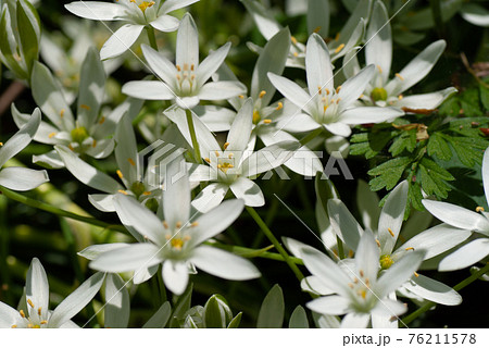 オリヅルランの白い花 クローズアップの写真素材