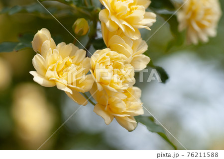 クリーム色のモッコウバラの花 背景ボケの写真素材