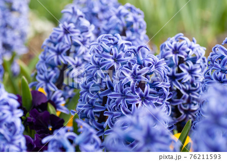 紫と白のバイカラー ヒヤシンスの花の写真素材