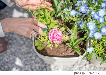 春のガーデニングの手入れ 春のガーデニングの手入れ 76211732