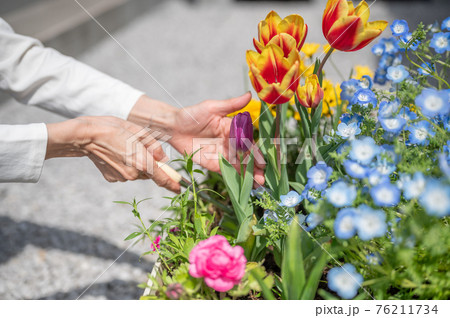 春のガーデニングの手入れ 76211734