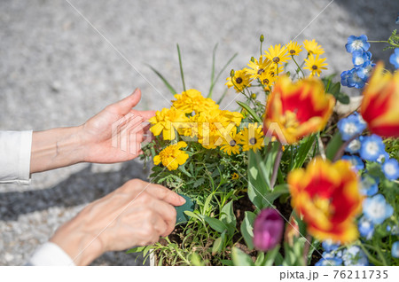 春のガーデニングの手入れ 76211735