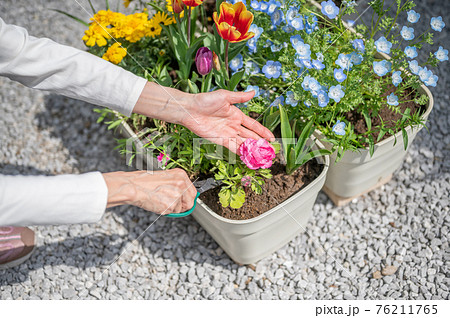 春のガーデニングの剪定 76211765