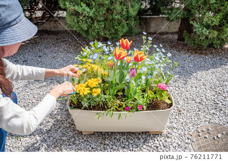 春のガーデニングの剪定 春のガーデニングの剪定 76211771