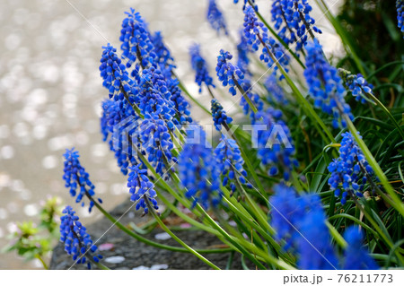 4月上旬 道端に咲く青紫色のムスカリの花の写真素材