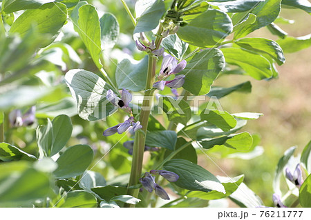 春の畑で咲く、ソラマメの花 春の畑で咲く、ソラマメの花 76211777