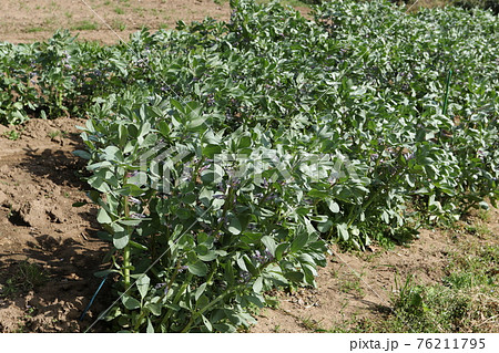 春の畑で咲く、ソラマメの花 76211795