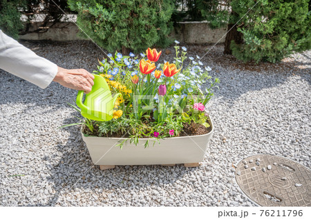 春のガーデニング水やり 76211796