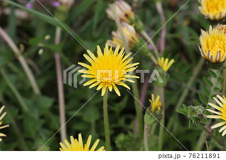 日本在来のタンポポ、カントウタンポポ 76211891