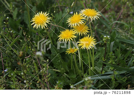 日本在来のタンポポ、カントウタンポポ 日本在来のタンポポ、カントウタンポポ 76211898
