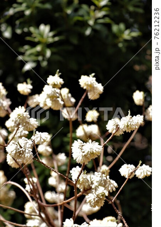 和紙の原料・ミツマタ 和紙の原料・ミツマタ 76212236