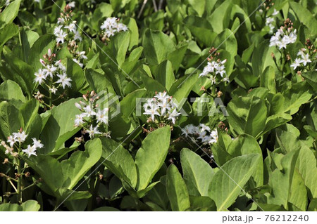 髭のある花が特徴のミツガシワ 髭のある花が特徴のミツガシワ 76212240