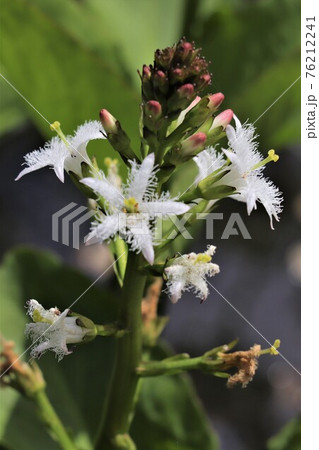 髭のある花が特徴のミツガシワ 髭のある花が特徴のミツガシワ 76212241