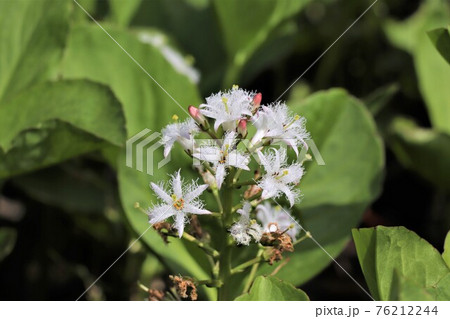 髭のある花が特徴のミツガシワ 髭のある花が特徴のミツガシワ 76212244